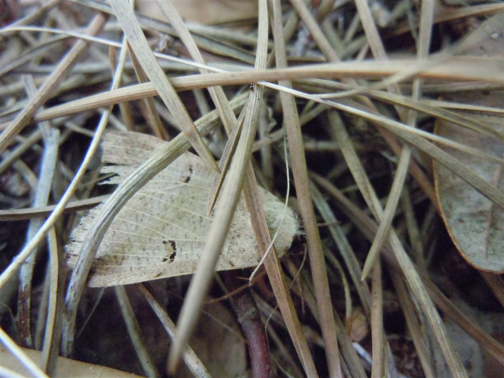Lygephila craccae??